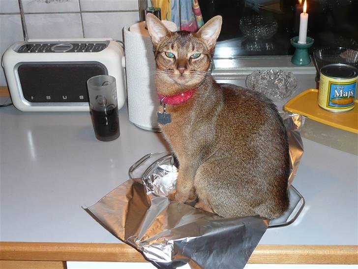 Abyssinier Freja - Jeg tror ikke papiret kan nå hele vejen rundt om mig. billede 12