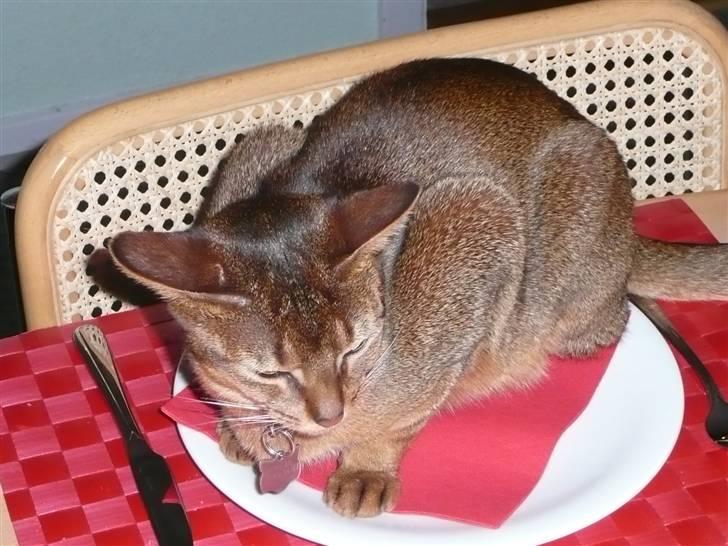 Abyssinier Freja - Var det her jeg skulle sidde? billede 13