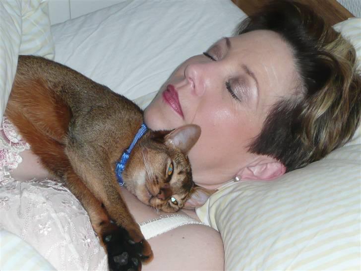 Abyssinier Freja - Ah, hvor er her dejligt varmt,men hun snorker nu. billede 14