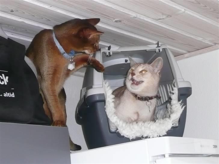 Abyssinier Freja - GÅ SÅ VÆK fra min hule Odin! billede 15