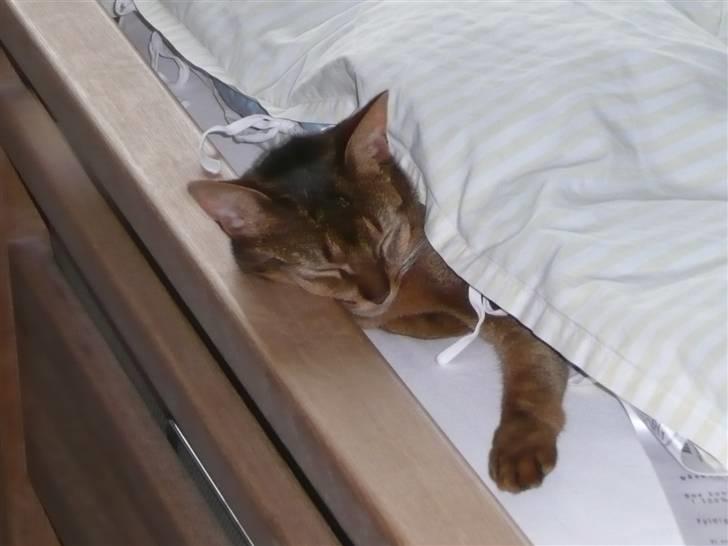 Abyssinier Freja - Nogle hårde hovedpuder de holder sig her. billede 16