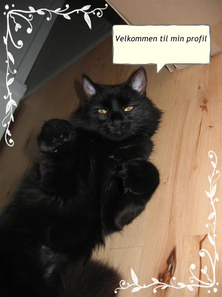 Blanding af racer Gajol billede 1