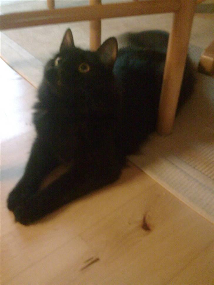 Blanding af racer Gajol billede 2