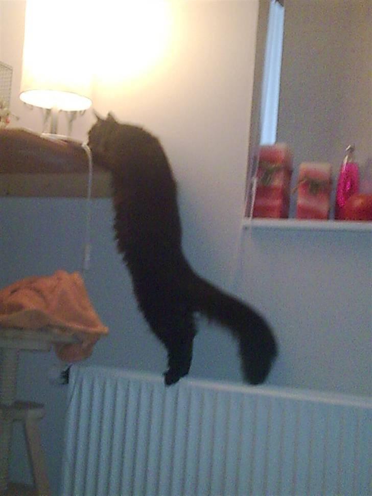 Blanding af racer Gajol billede 3