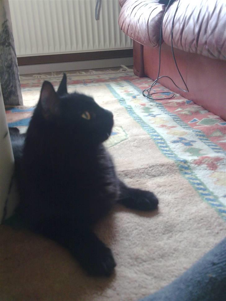 Blanding af racer Gajol billede 4