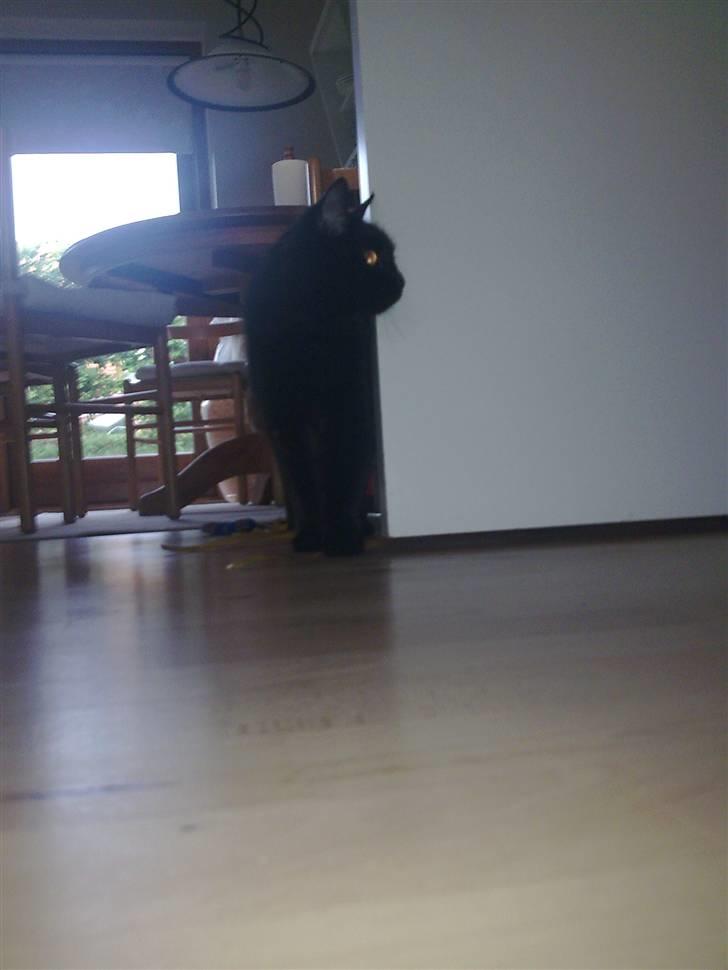 Blanding af racer Gajol billede 5