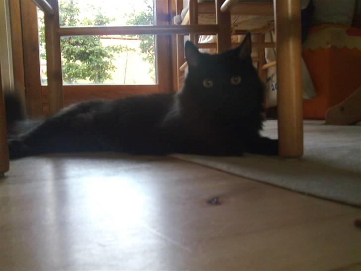 Blanding af racer Gajol billede 6