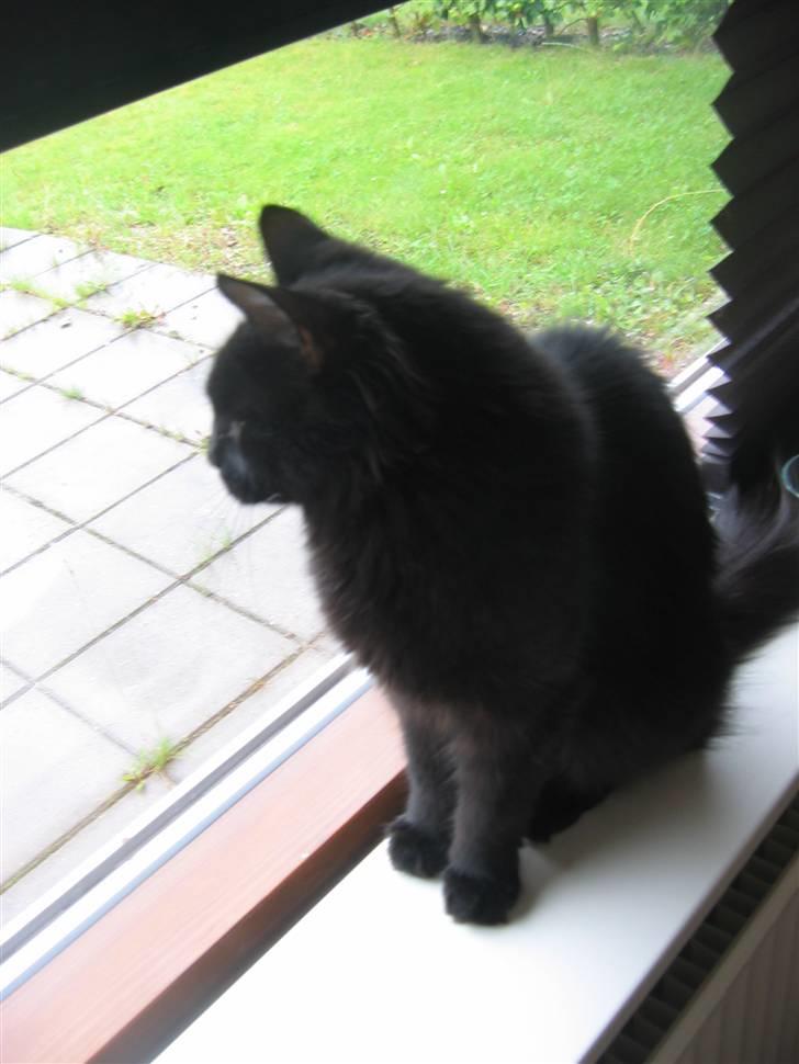 Blanding af racer Gajol billede 7