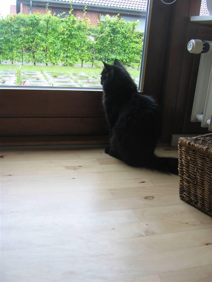 Blanding af racer Gajol billede 8