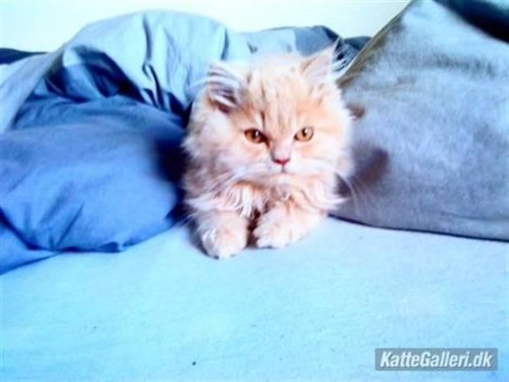 Perser Giorgio (RIP 2012) - Jeg elsker at putte :) billede 4