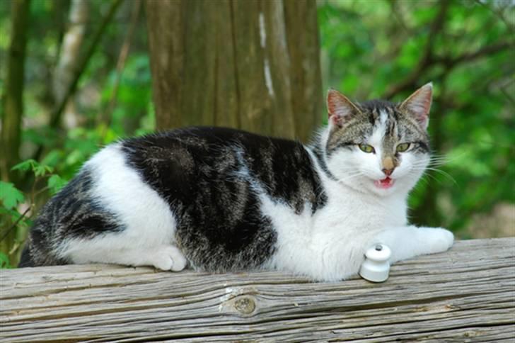 Blanding af racer Tiger †RIP† billede 1