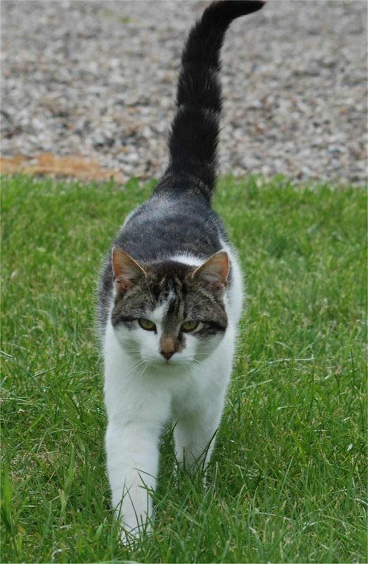 Blanding af racer Tiger †RIP† billede 2