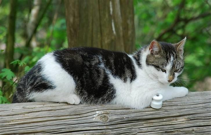 Blanding af racer Tiger †RIP† billede 3