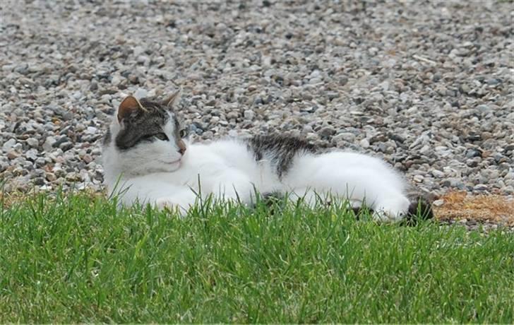 Blanding af racer Tiger †RIP† billede 4