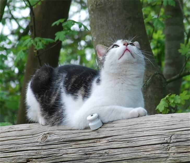 Blanding af racer Tiger †RIP† billede 5