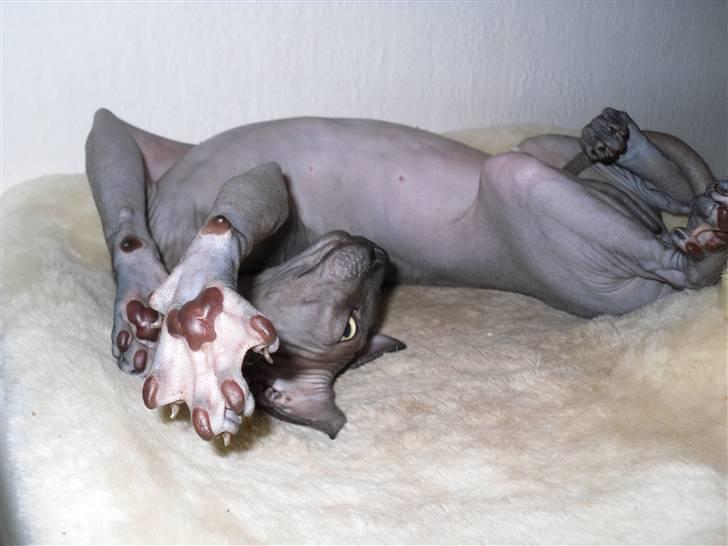 Sphynx Dk¨B Billings Willy billede 9