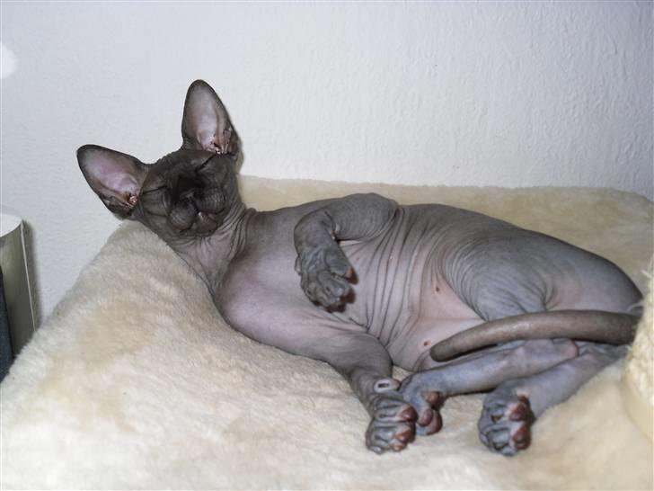 Sphynx Dk¨B Billings Willy billede 10
