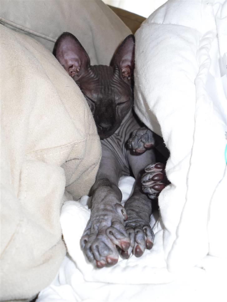 Sphynx Dk¨B Billings Willy - zzzzzzzzzzzzzzzzzzzzzzzzz billede 11