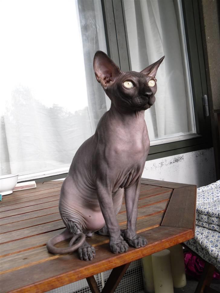 Sphynx Dk¨B Billings Willy billede 12