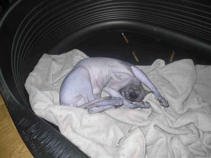 Sphynx Dk¨B Billings Willy - Elsker duften af eu de dog om morgenen! billede 13