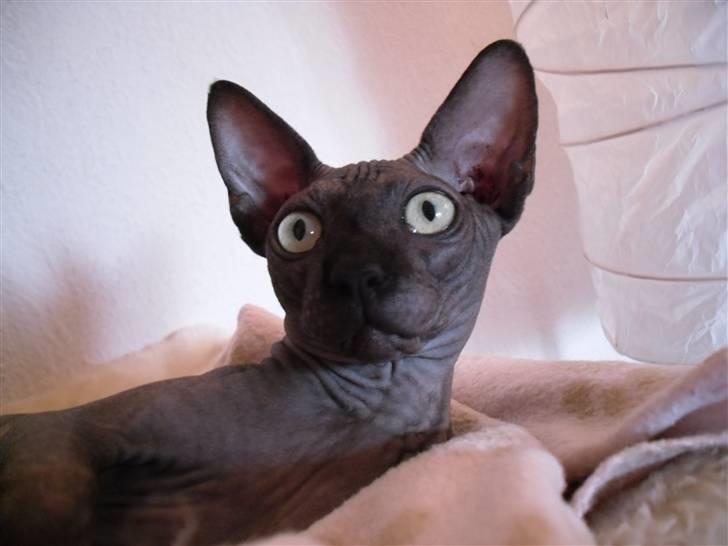 Sphynx Dk¨B Billings Willy billede 14