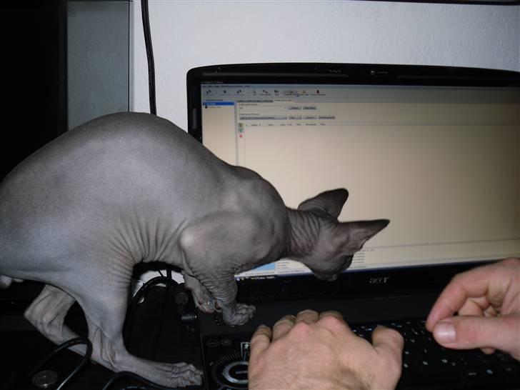 Sphynx Dk¨B Billings Willy - Der er en flue lige der !!!!! billede 15