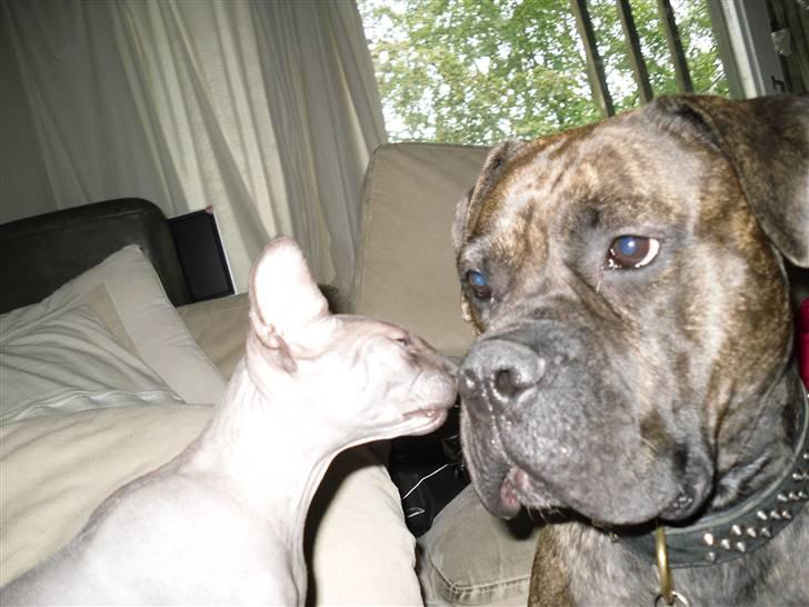 Sphynx Dk¨B Billings Willy - Du lugter underligt ?!? billede 16