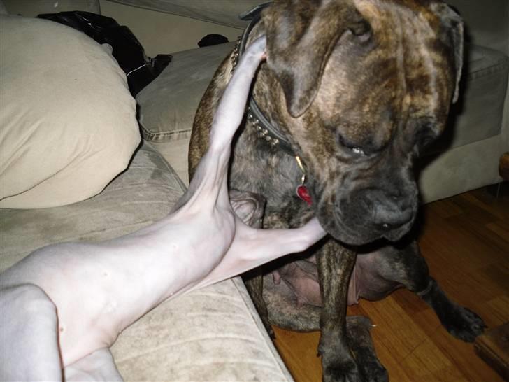 Sphynx Dk¨B Billings Willy - Giv us a hug... billede 17