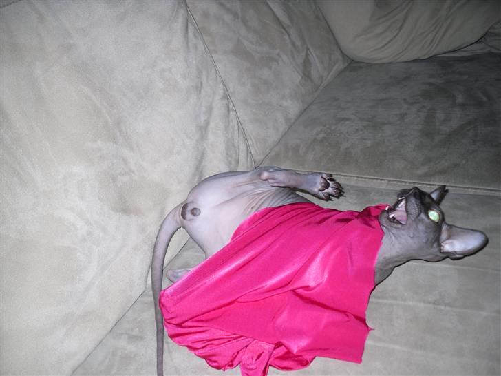 Sphynx Dk¨B Billings Willy billede 18