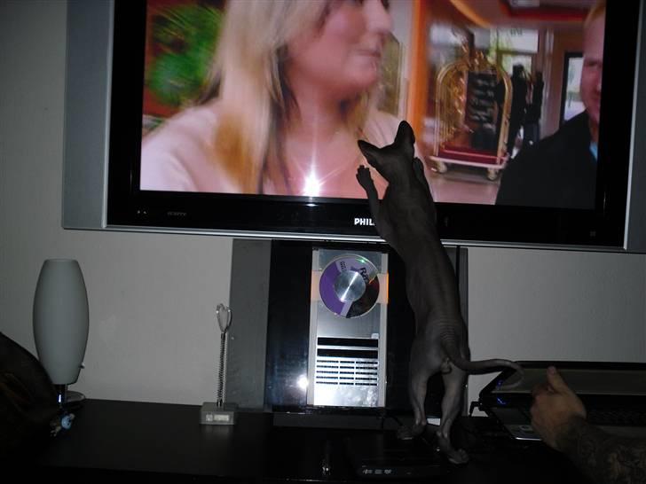 Sphynx Dk¨B Billings Willy billede 19