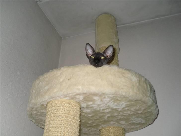Sphynx Dk¨B Billings Willy billede 20