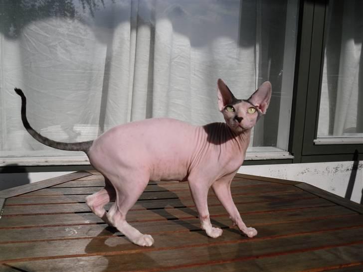 Sphynx Cruella de vil billede 13