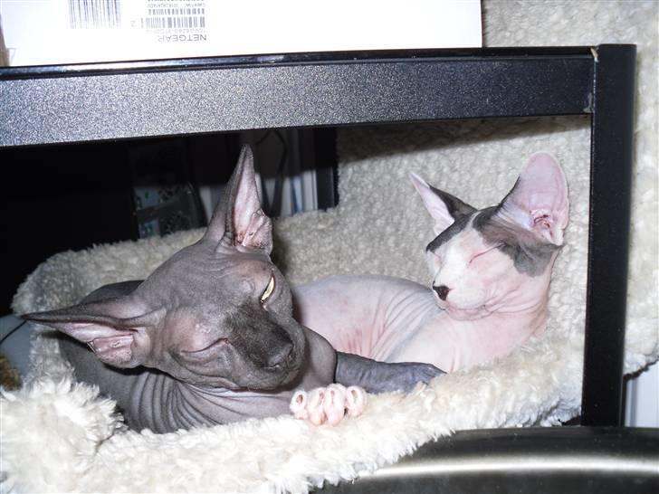 Sphynx Cruella de vil billede 19