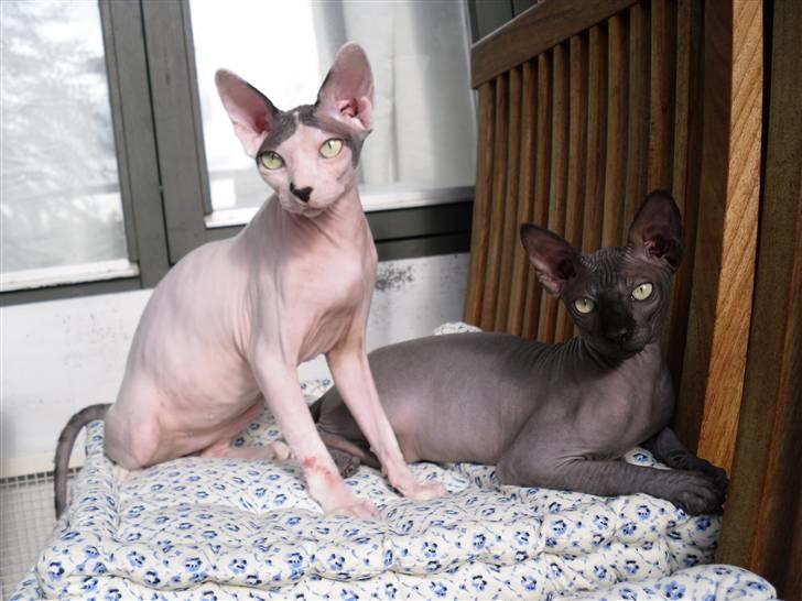 Sphynx Cruella de vil billede 20