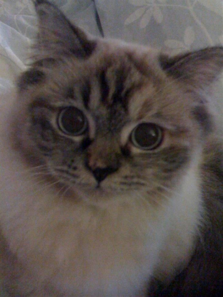 Blanding af racer Emma - Vores Himmelkat.. billede 1