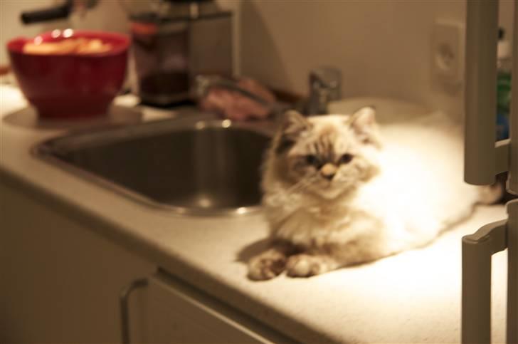 Blanding af racer Emma - Vores Himmelkat.. billede 2