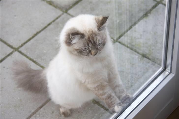 Blanding af racer Emma - Vores Himmelkat.. billede 3