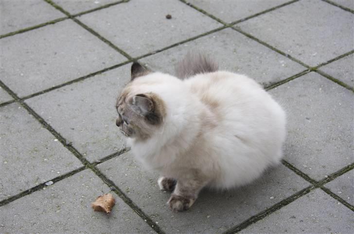 Blanding af racer Emma - Vores Himmelkat.. billede 4