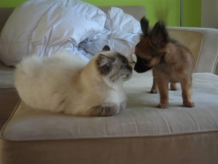 Blanding af racer Emma - Vores Himmelkat.. billede 5