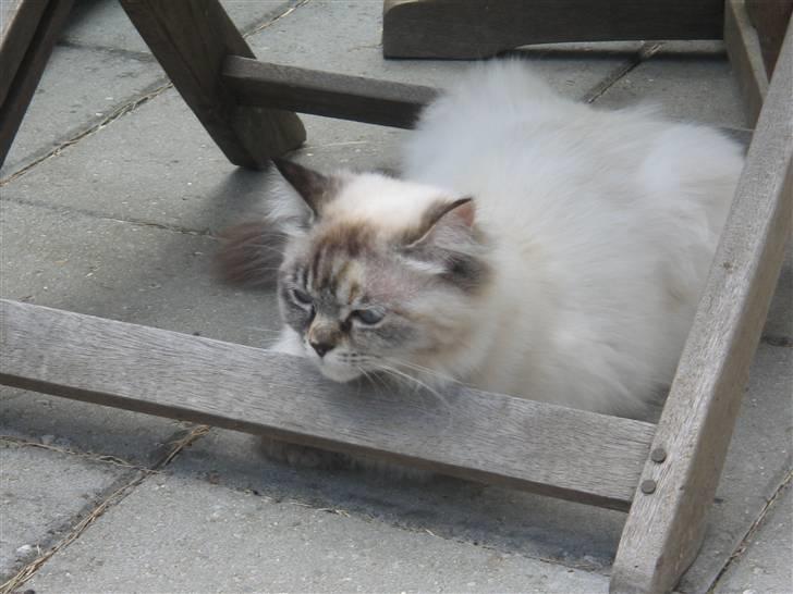 Blanding af racer Emma - Vores Himmelkat.. billede 6