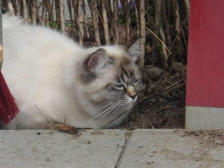 Blanding af racer Emma - Vores Himmelkat.. billede 7