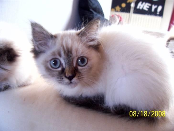 Blanding af racer Emma - Vores Himmelkat.. billede 8