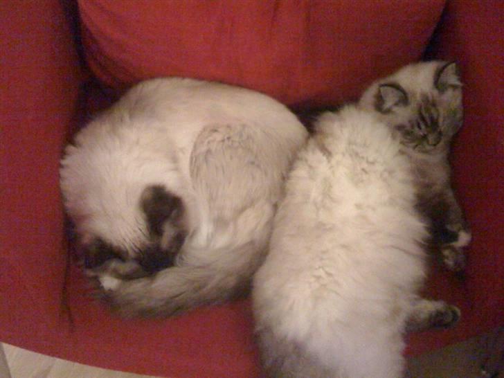 Blanding af racer Emma - Vores Himmelkat.. - Der er intet bedre end at sove sammen... meget tæt... billede 9