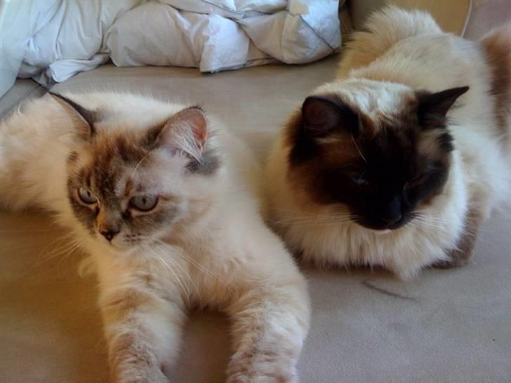 Blanding af racer Emma - Vores Himmelkat.. - Emma og Emily hygger sig.. billede 10