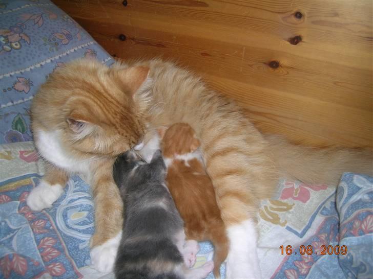 Norsk Skovkat Kajensas Miss Mille - Kajensas Miss Mille NFO rød makrel tabby  ( d 09 23)er blevet paret  Himmark Mr Tool NFO sort hvid ( N 09 ) Har fået 2 killing  .Himmark Mr Dixon Rød blothedtobby med hvid ( D 09 22 )  Himmark Miss Dora Blå tortie makreltabby mhvid ( G 09 23) billede 15