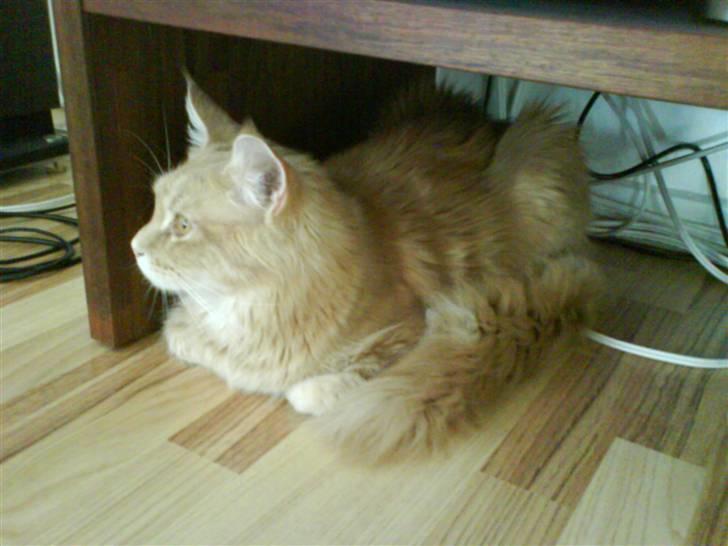 Blanding af racer Sylvester Bor på Fyn nu. billede 14