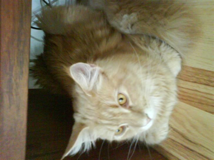 Blanding af racer Sylvester Bor på Fyn nu. billede 15