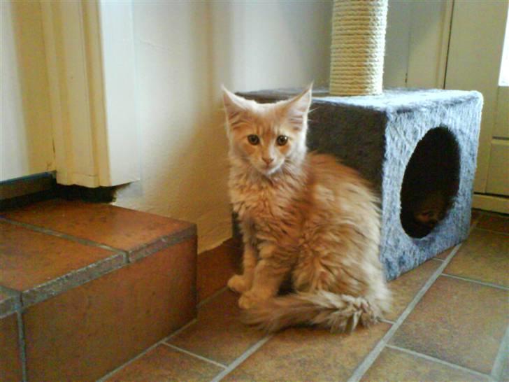 Blanding af racer Sylvester Bor på Fyn nu. billede 16