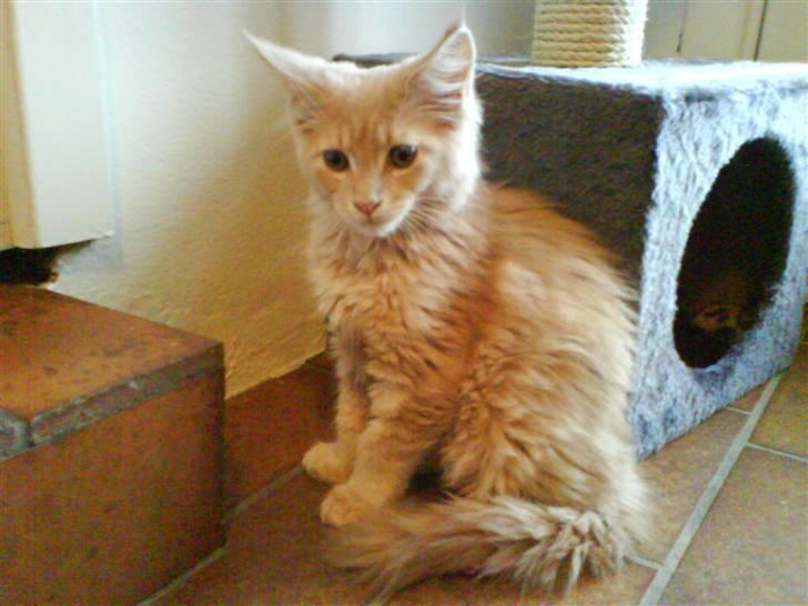 Blanding af racer Sylvester Bor på Fyn nu. billede 17