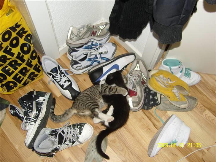 Blanding af racer Robin *Min Mors Mis* - Så har misserne igen leget med vores sko :) billede 16